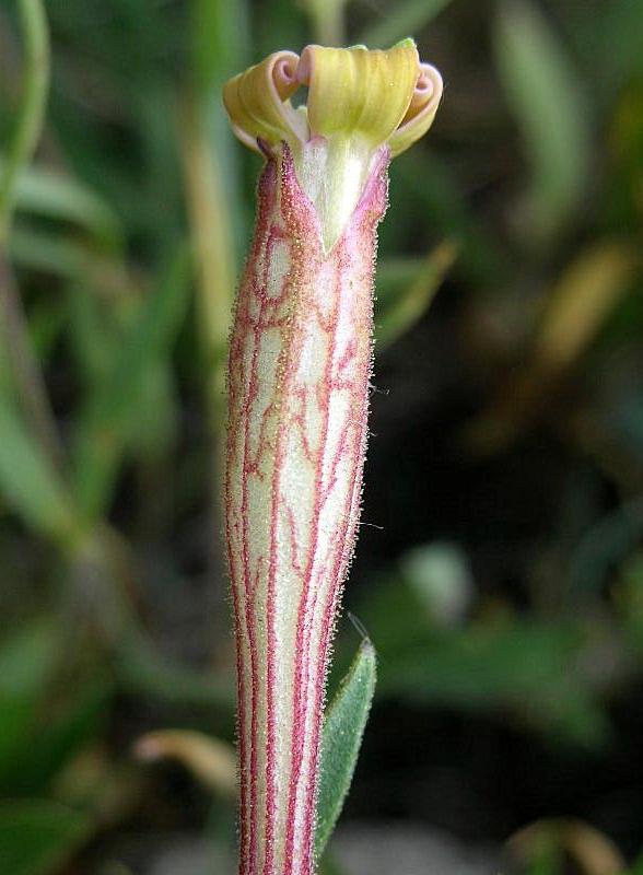 Silene vallesia / Silene del Vallese